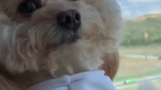 Cute Dog Looking Out The Window 😆 || Best Cute & Funny Dogs Videos