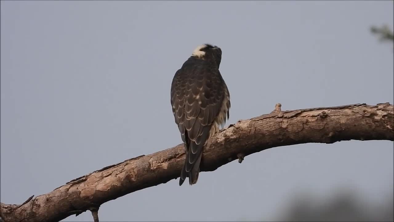 When the rare Eurasian Hobby visited rajasthan india