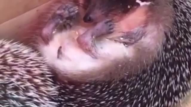 The hedgehog sleeps