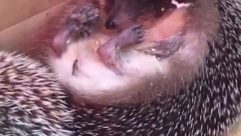 The hedgehog sleeps