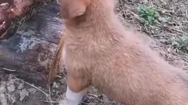 Cat and dog funny video 😂😂