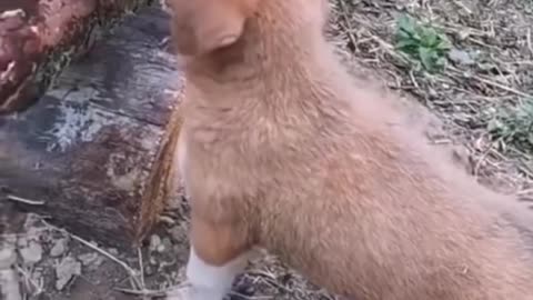 Cat and dog funny video 😂😂