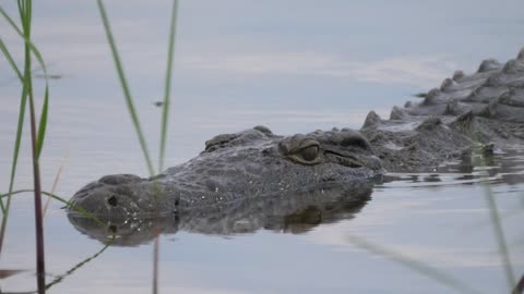 Crocodile resting in the swamp