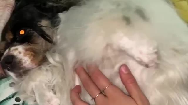 The dog relishes
