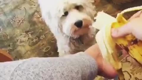 White dog charlie afraid of bananas