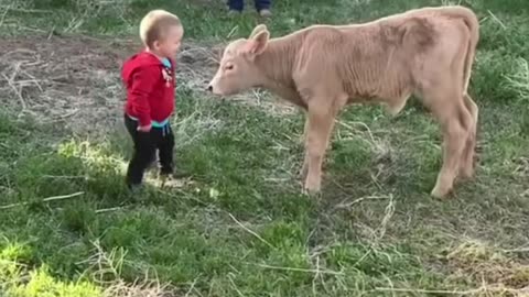 #calf #naughtycalf