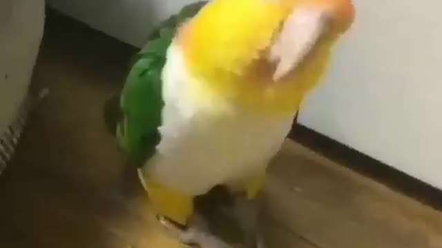 parrot who trains for a little dance