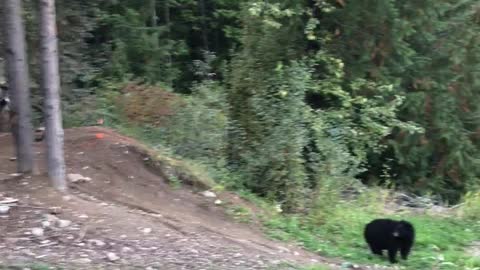 Mountain Bike Jumps Bear