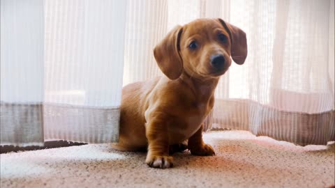 Dog funny cat