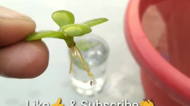 Grow Jade Plant