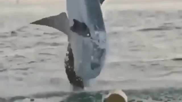 look at the power of this creature of the seas