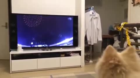 Best Baby Dogs - Cute and Funny Dog Videos ever