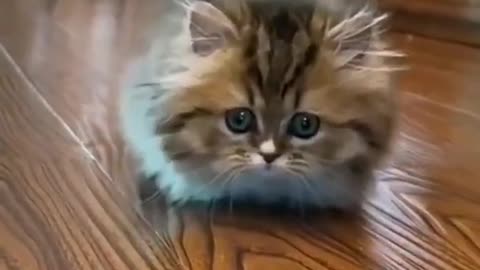 Little Meow Meow