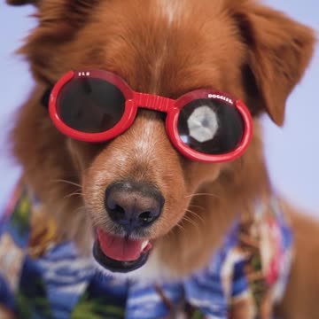 Golden Retriever puppy amazingly shares his awesome look with new goggles