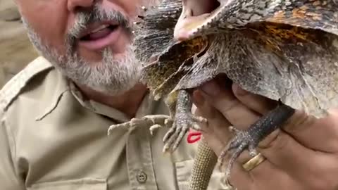 Crazy Frilled Dragon! 🦎 🤣