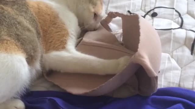 cat put on bra