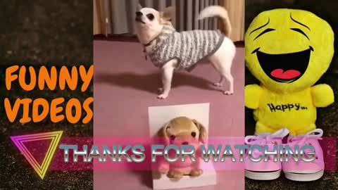 💖CUTE AND FUNNY ANIMALS COMPILATIONS 2021 CATS 😻 AND DOGS 🐶 005