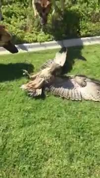 3 Dogs attack Eagle _eagle_ - eagle- animal- dog