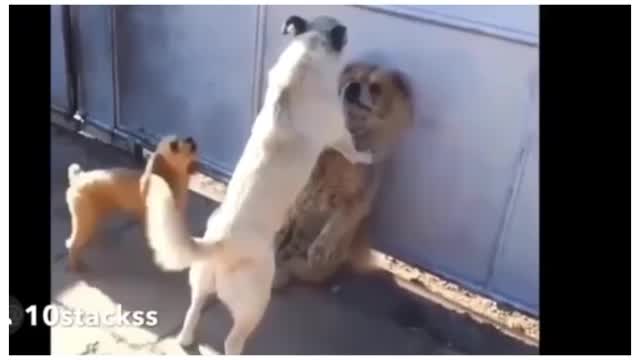 Funny Dogs Dubbed Talking.