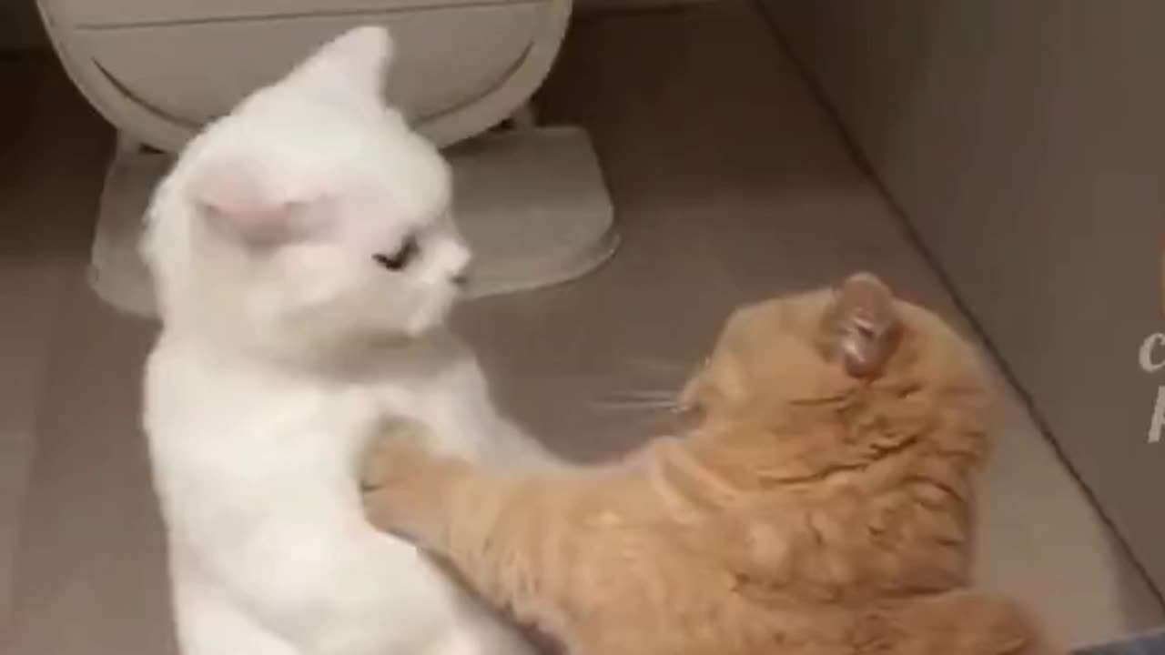 adorable animal