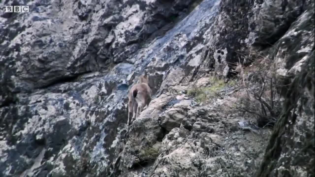 Best Wild Animal Chases _ Top 5 _ .mp4