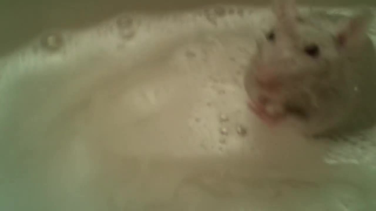 Rat is taking bath!! 😚