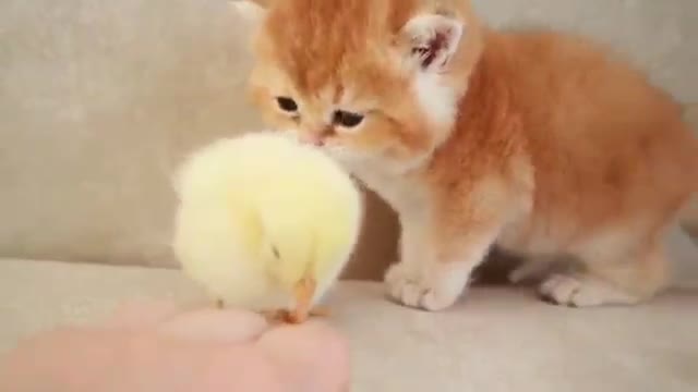 Cats Playing With Little Chicken