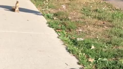 Black dog has sidewalk staredown with squirrel