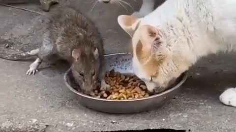 Wtfunny the cats and rat eating together!pets and animals funny video||