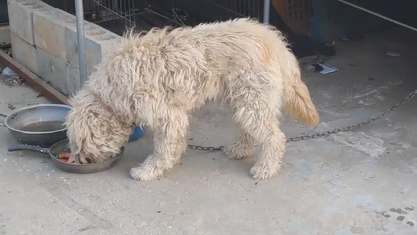 Sapsalgae mungchi eating deliciously