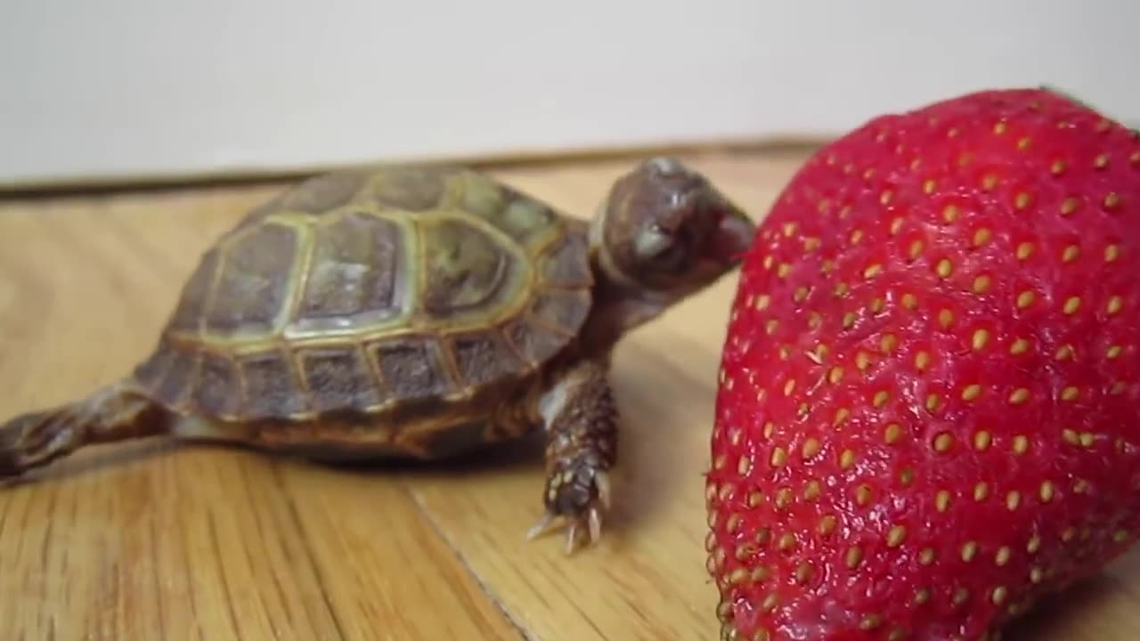 Taitois eating strawberry