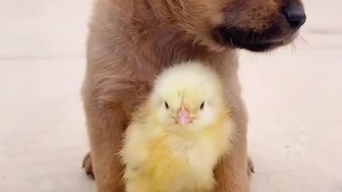 cute dog, chicks and rooster