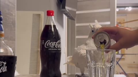 Funny parrot |cockatiel parrot | Funny birds | Funny animals