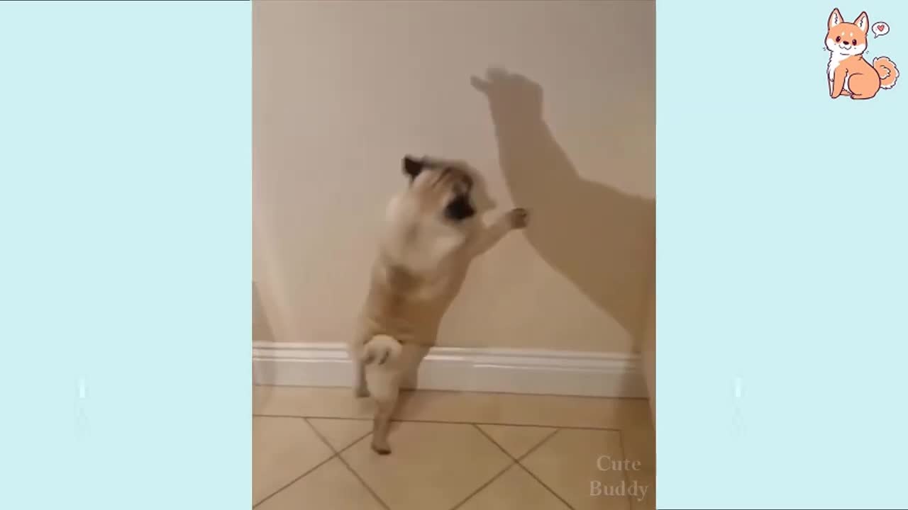 funny dogs video