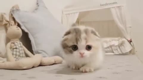 Cute kitten short leg cat!!!
