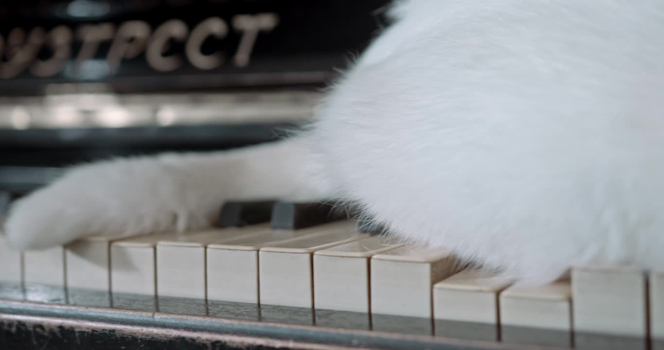 cat walk on piano