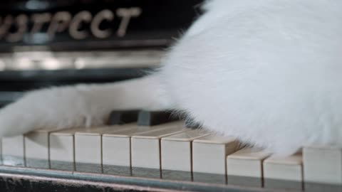 cat walk on piano