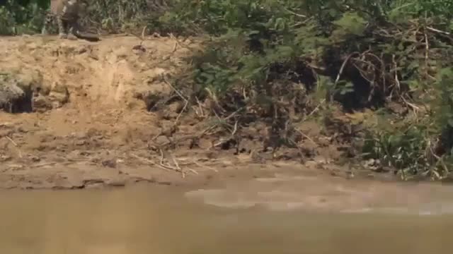 Jaguar vs Crocodile Fighting