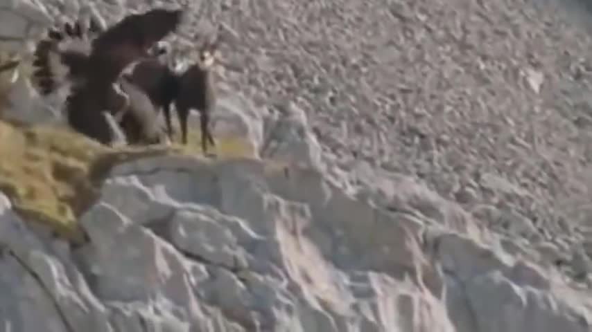 how king eagle 🦅 hunting goat 🐐 from high cliffs