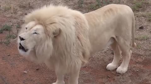 A Chatty Beautiful White Lion!