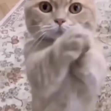 Kittycat video and cat videos