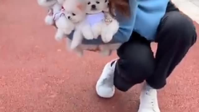 new interesting dogs