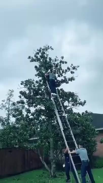Kid Rescued From a Very Tall Tree!! #waah #rescue #happyending