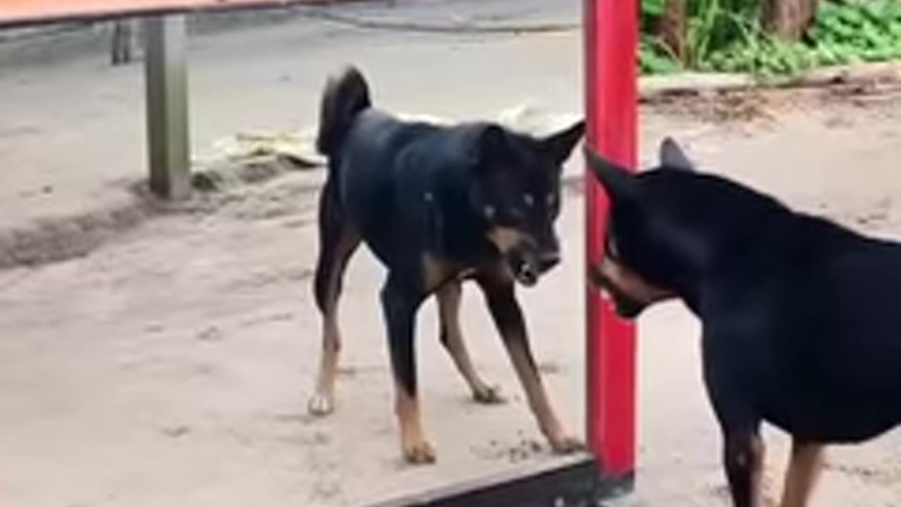 Funny video,funny animal hub,funny animal reaction😂🤣🤣funny cats and dogs 😂😂