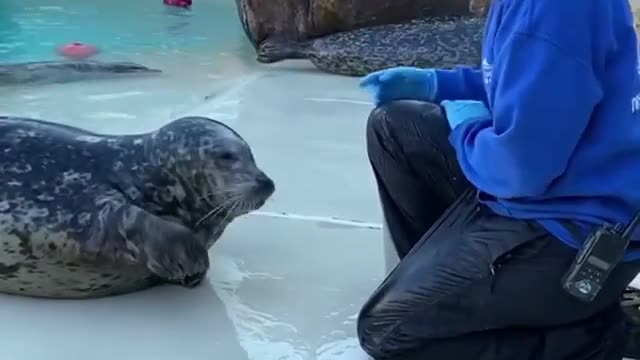 Seal Learn To Dab