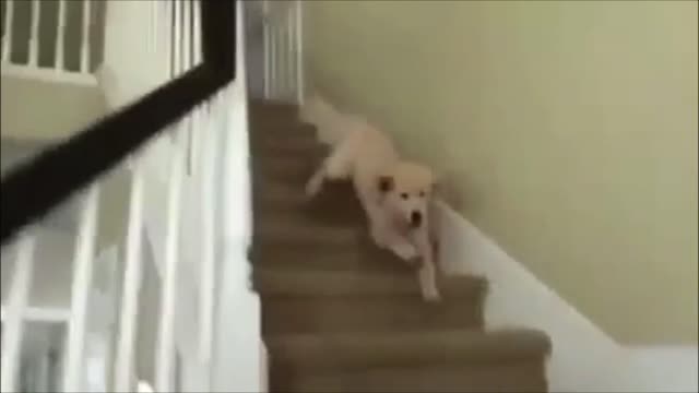 Kelly Puppy can't handle stairs - Dog accident