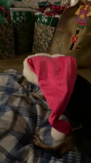 Dog wearing Santa hat