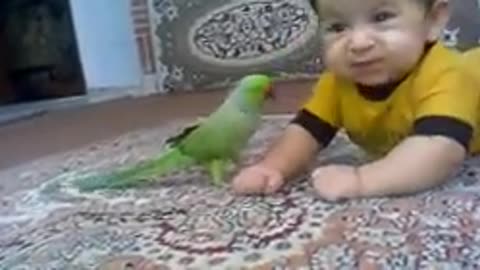 Parrot vs Baby
