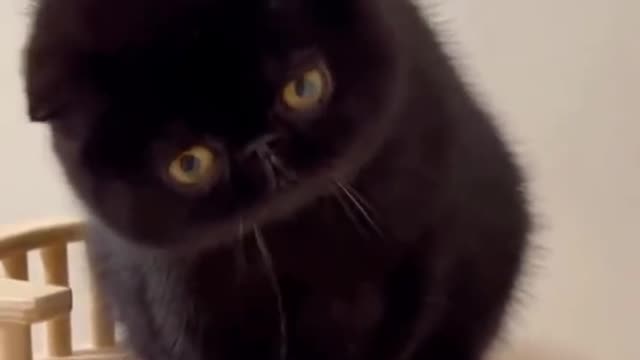Hey~ what are you looking at, it's you
