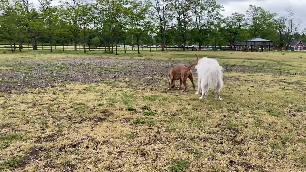 Pitbull attacked by Germany Shepherd